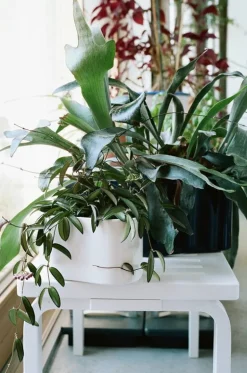 Artek Aalto bench 153B, white