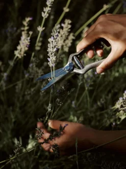 Audo Copenhagen Pallarès x Audo plant shears