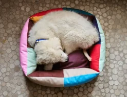 HAY HAY Dogs bed, M, red - blue