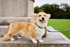HAY HAY Dogs collar, flat, M-L, blue - off-white