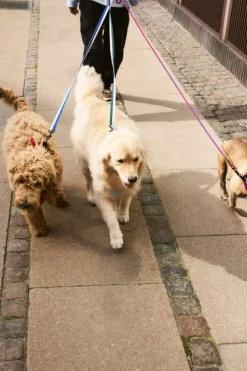 HAY HAY Dogs collar, flat, M-L, red - blue