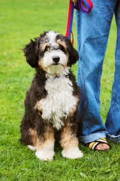 HAY HAY Dogs collar, flat, M-L, red - blue