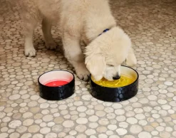 HAY HAY Dogs collar, flat, S-M, blue - off-white