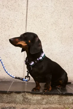 HAY HAY Dogs leash, braided, blue - off-white