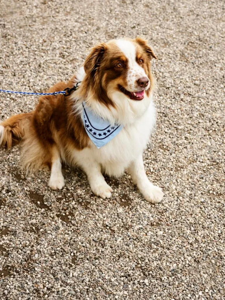 HAY HAY Dogs leash, braided, blue - off-white