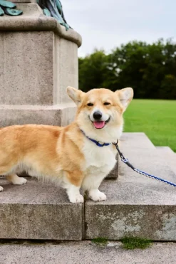 HAY HAY Dogs leash, braided, blue - off-white
