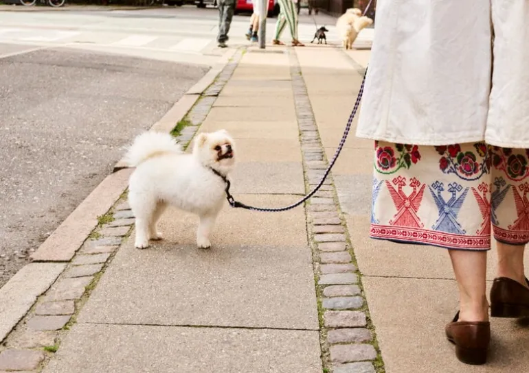 HAY HAY Dogs leash, braided, lavender - green