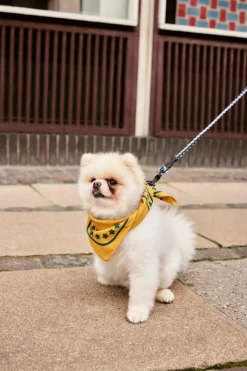 HAY HAY Dogs leash, braided, lavender - green