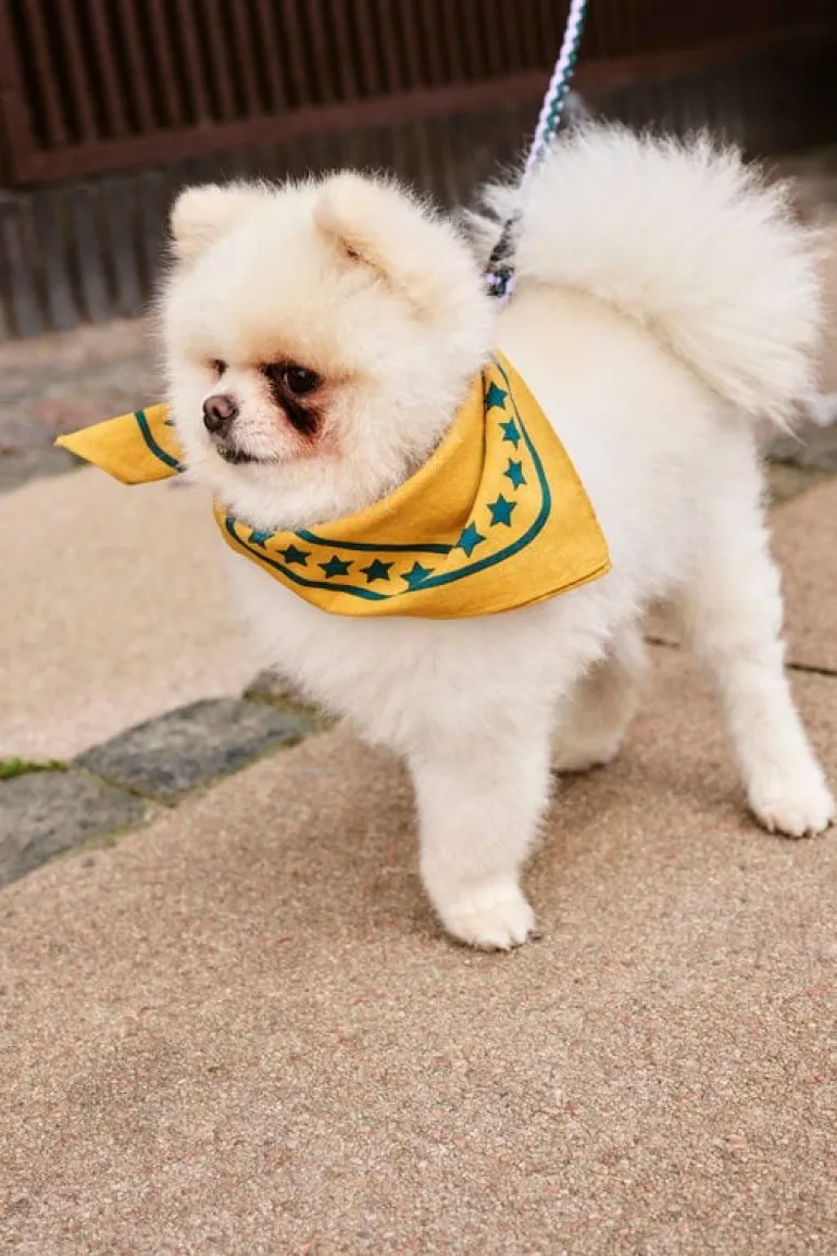 HAY HAY Dogs leash, braided, lavender - green