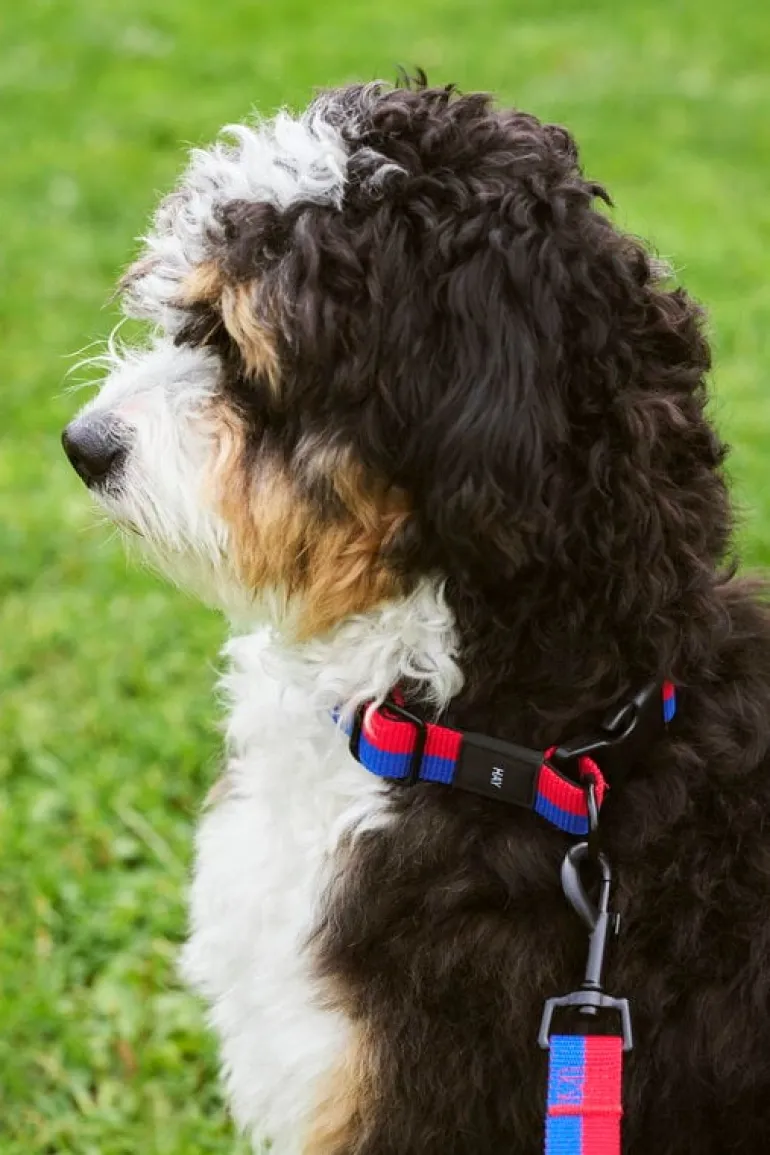 HAY HAY Dogs leash, flat, M-L, red - blue