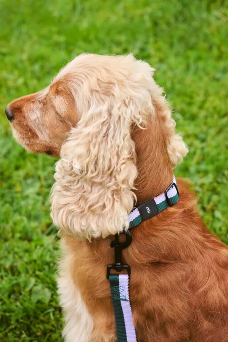 HAY HAY dogs leash, flat, M-L, lavender - green