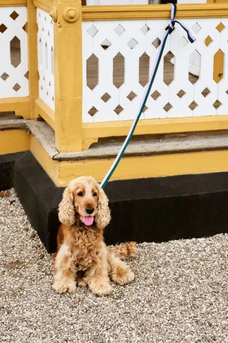 HAY HAY dogs leash, flat, M-L, lavender - green