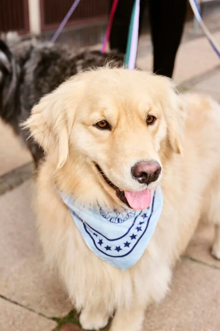 HAY HAY Dogs leash, flat, M-L, blue - off-white