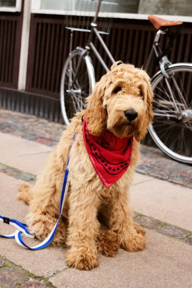 HAY HAY Dogs leash, flat, M-L, blue - off-white