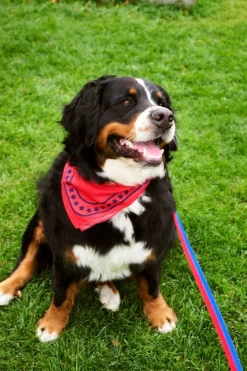 HAY HAY Dogs scarf, 55 x 55 cm, red