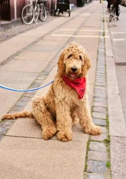 HAY HAY Dogs scarf, 55 x 55 cm, red