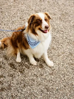 HAY HAY Dogs scarf, 55 x 55 cm, light blue