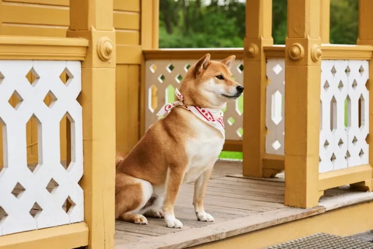 HAY HAY Dogs scarf, 55 x 55 cm, off-white