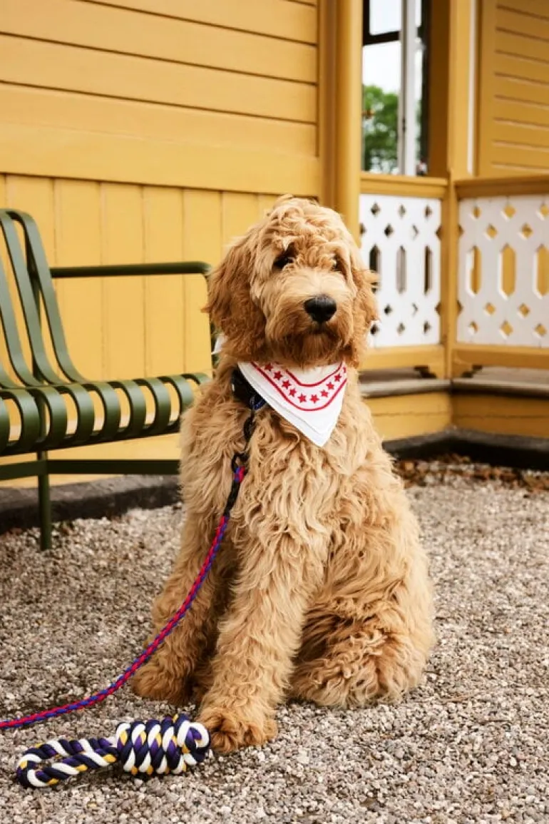 HAY HAY Dogs scarf, 55 x 55 cm, off-white