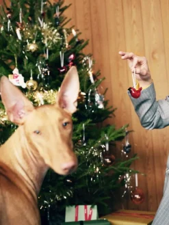 Iittala Mini glass bird, 3 pcs, mix