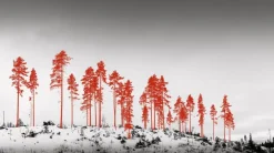 Kehrer Verlag Jaakko Kahilaniemi: 100 Hectares of Understanding