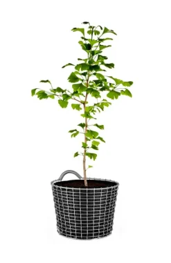 Korbo Bin 16 wire basket, acid proof stainless steel