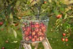 Korbo Bucket 24 wire basket, galvanized