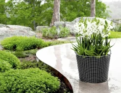 Korbo Classic 50 wire basket, acid proof stainless steel