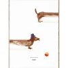 MADO Doug the Dachshund poster, 50 x 70 cm