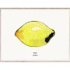MADO Lemon poster 40 x 30 cm