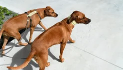 Masimalo Arch harness, light sage - khaki