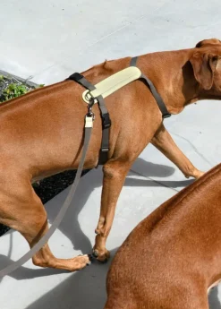 Masimalo Arch harness, light sage - khaki