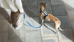 Masimalo Arch harness, navy - grandala blue