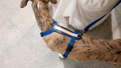 Masimalo Arch harness, navy - grandala blue