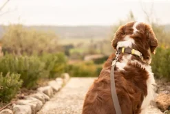 Masimalo Colour Block collar, light sage - khaki