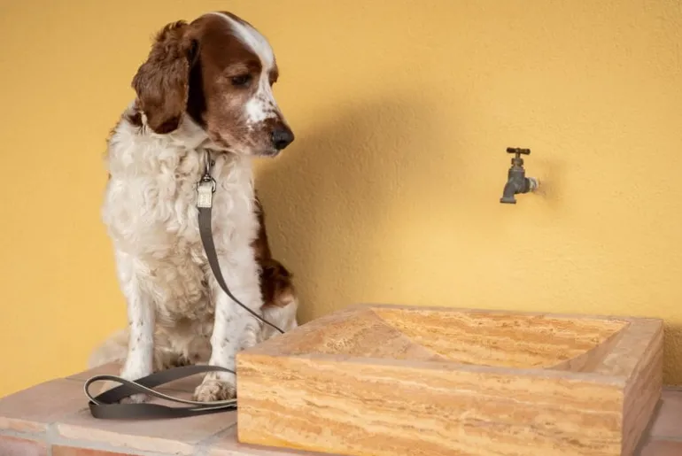 Masimalo Colour Block leash, light sage - khaki