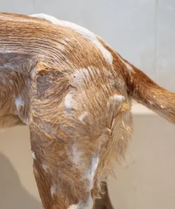 Masimalo Dog Shampoo, 250 ml, sensitive