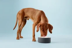 PAIKKA Cool bowl L, black