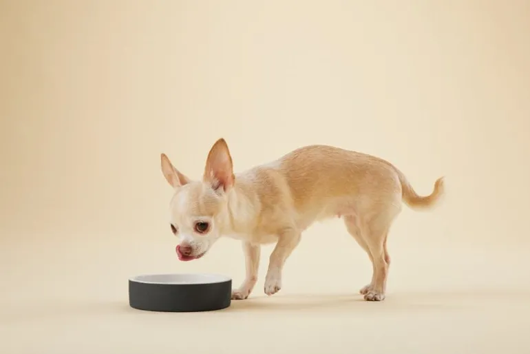 PAIKKA Cool bowl XS, black