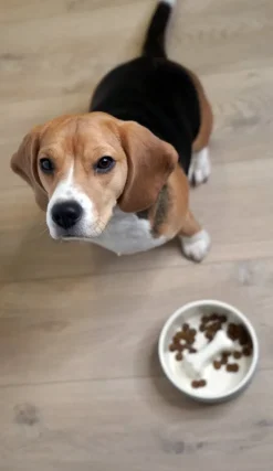 PAIKKA Slow Feed bowl M, black