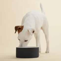 PAIKKA Slow Feed bowl M, black