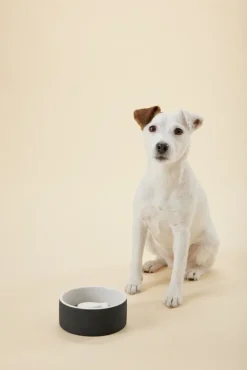 PAIKKA Slow Feed bowl S, black