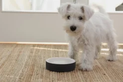 PAIKKA Slow Feed bowl XS, black