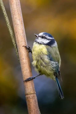 Pidät Bird Silo feeder, slate