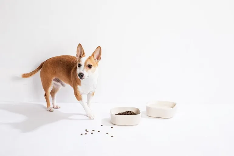 Venandi Design Pet Bowl, charcoal black